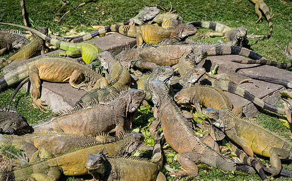 Galapagos