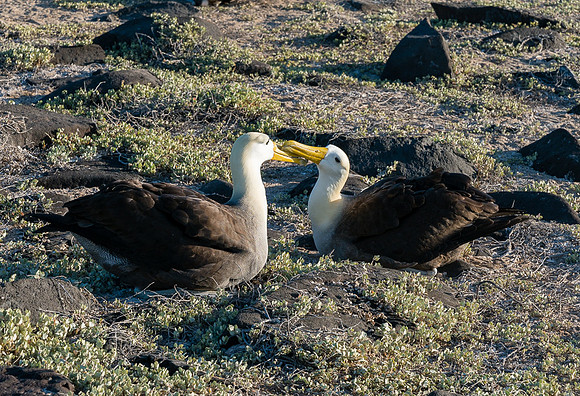 Galapagos