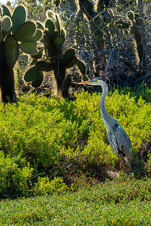 Galapagos
