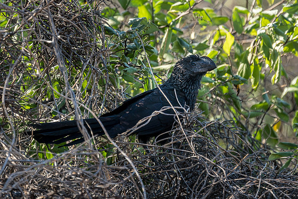 Galapagos