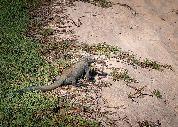 Galapagos