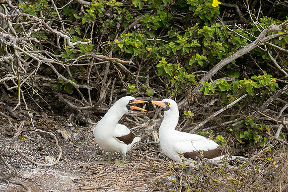 Galapogos (1 of 2)