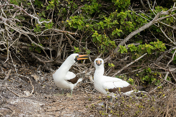 Galapogos (2 of 2)