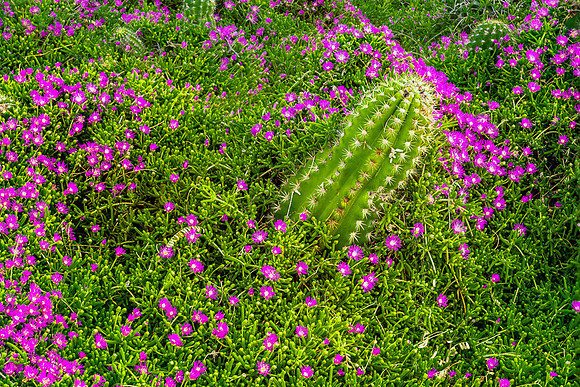 Toronto to Arizona  (40 of 45)
