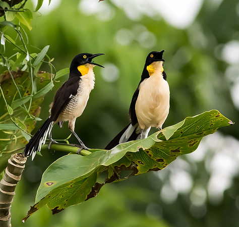20150116_Ecuador_0011