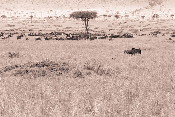 20130919_Kenya_0020