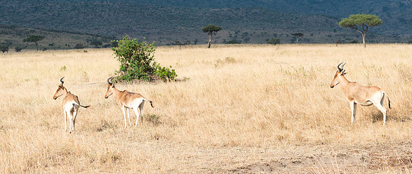 20130916_Kenya_0001