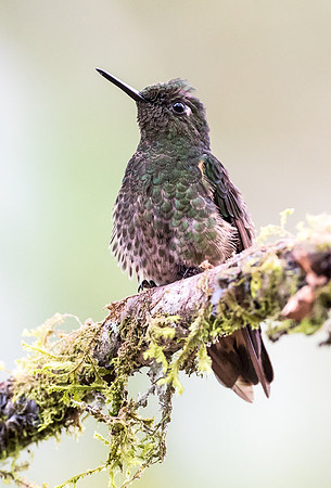 20150105_Ecuador_0002
