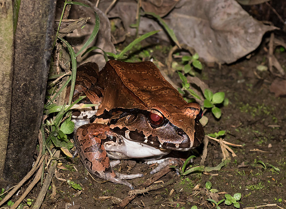 20150117_Ecuador_0015