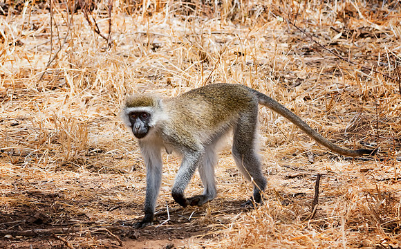 20130909_Kenya_0026