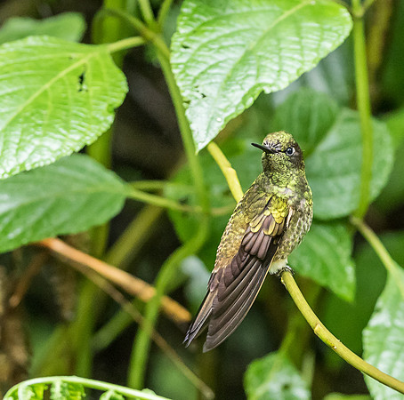 20150110_Ecuador_0010
