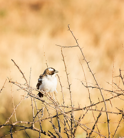 20130909_Kenya_0006-2