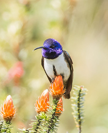 20150109_Ecuador_0001
