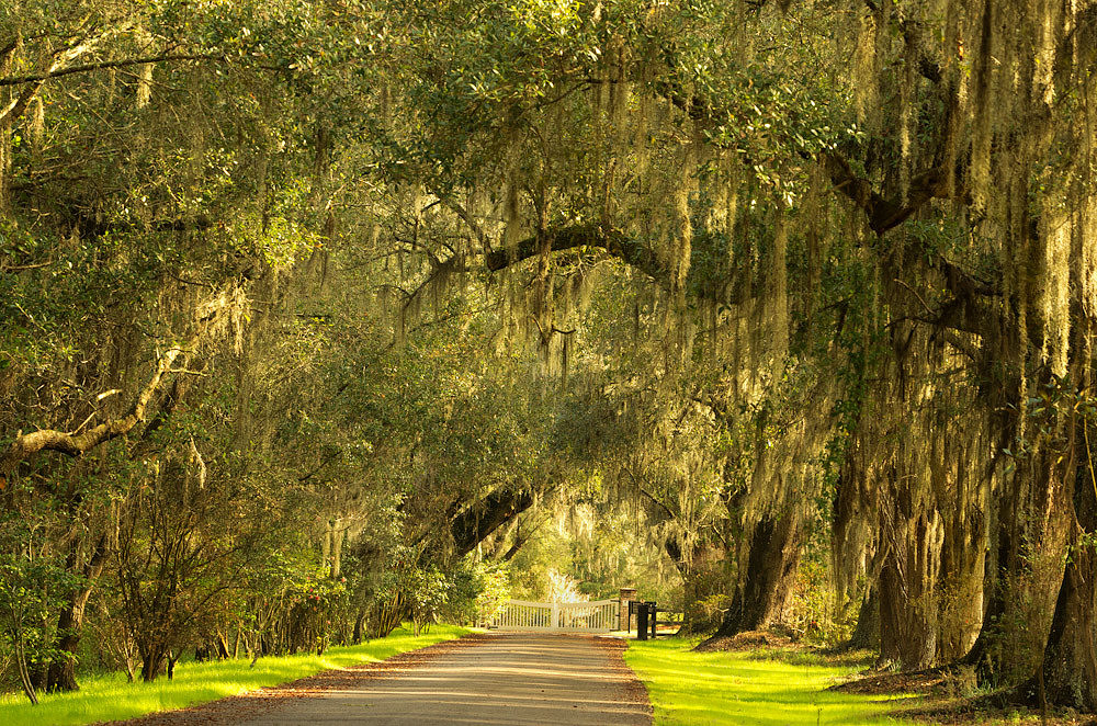 View entering the plantation.