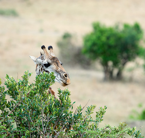 20130916_Kenya_0001