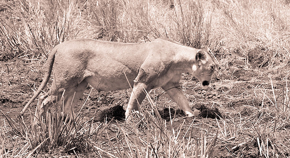 20130919_Kenya_0013