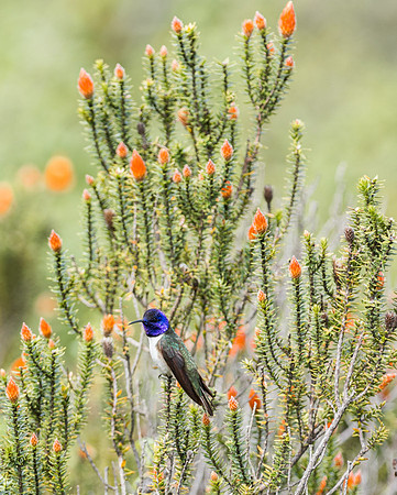 20150109_Ecuador_0001