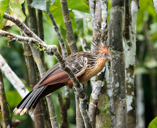20150116_Ecuador_0007