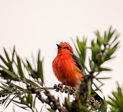 20150108_Ecuador_0008