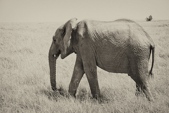 20130915_Kenya_0004