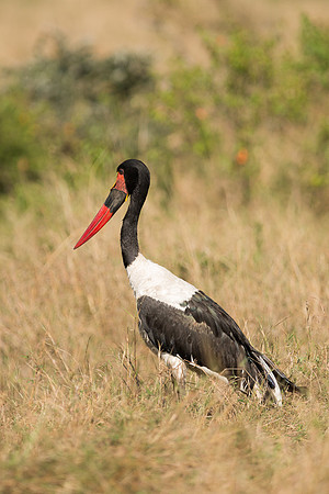 20130916_Kenya_0022