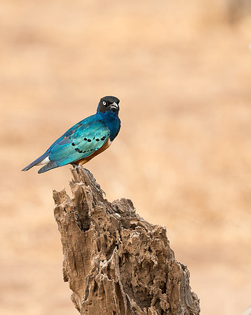 20130908_Kenya_0017