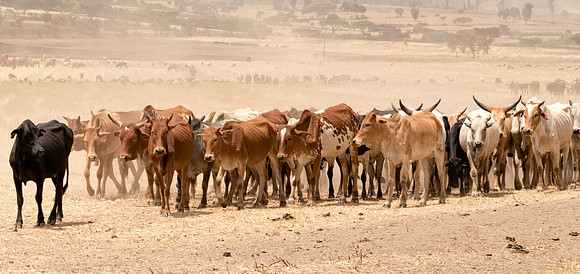 20130920_Kenya_0010