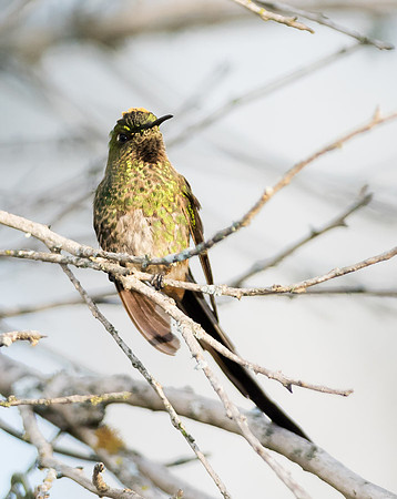 20150108_Ecuador_0011