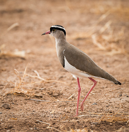 20130908_Kenya_0020