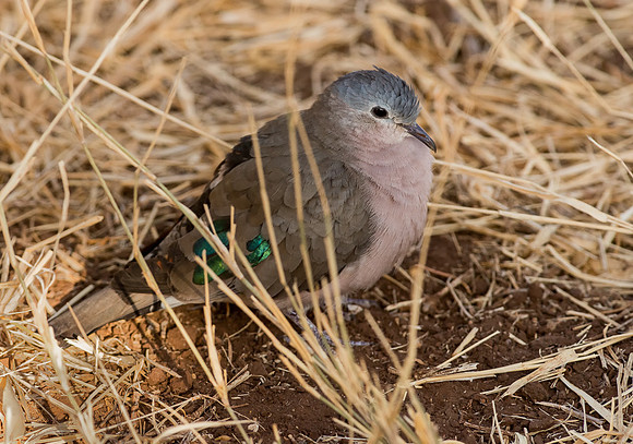 20130908_Kenya_0002