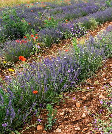 20140625_France_0022