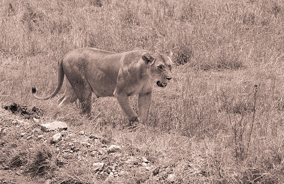 20130919_Kenya_0037