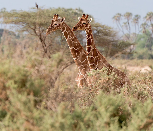 20130908_Kenya_0001-6