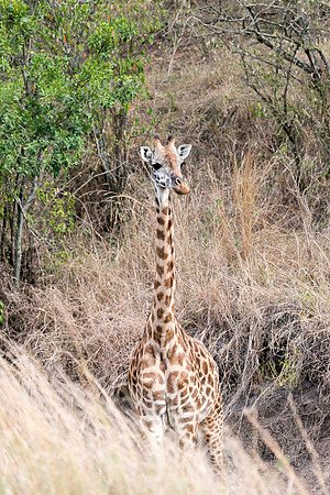20130918_Kenya_0017