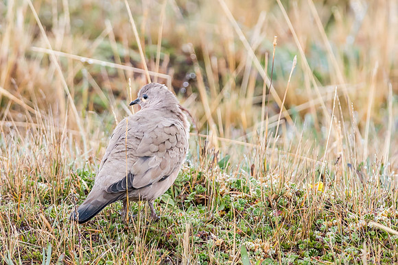 20150109_Ecuador_0024
